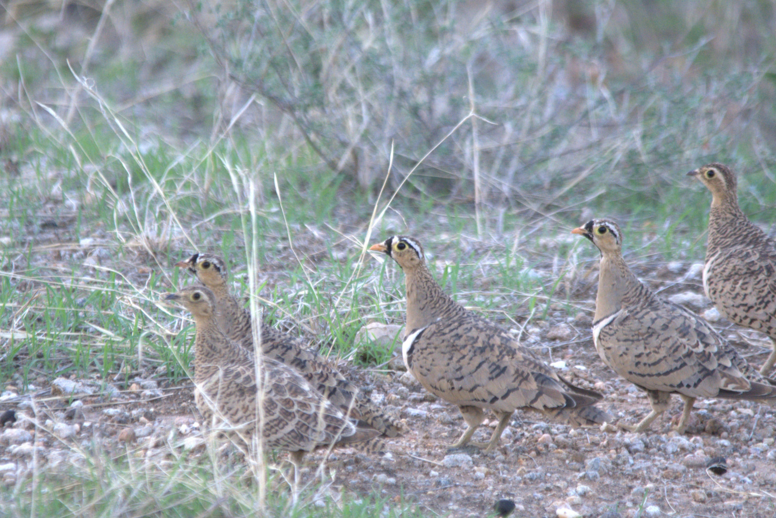 image Black-faced Sandgrouse